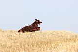 SETTER IRLANDAIS 068